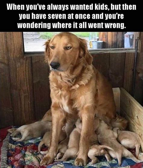 Funny Golden Retriever Puppy Memes