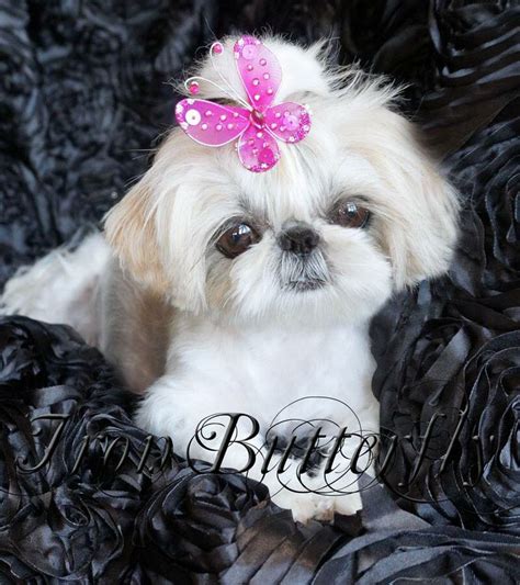 Funny Imperial Shih Tzu Puppies For Sale Florida