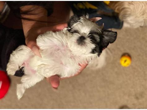 Funny Imperial Shih Tzu Puppies For Sale Near Me