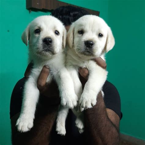 Funny Labrador Puppies For Sale In Chennai