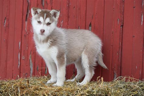 AKC Registered Siberian Husky Puppy For Sale Male Skip Baltic, Ohio