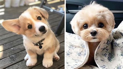 Funny Most Cutest Puppies In The World: A Collection Of Adorable Furry
Friends