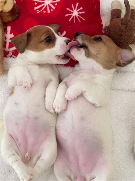 Puppy Jack Russell Terrier first week. Puppy first week / funny dog
