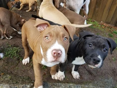 Funny Pitbull Puppies For Sale San Diego