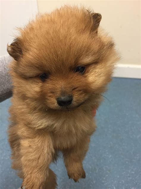 Funny Pomeranian Puppies For Sale In Nc