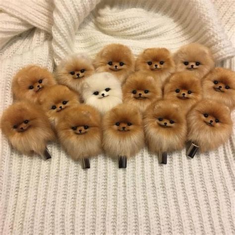 Funny Pomeranian Tiny Cutest Puppies
