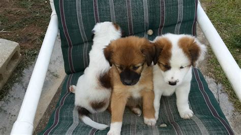 Funny Pompek Puppies For Sale In Trinidad