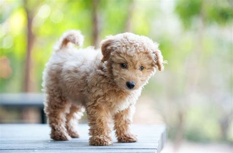 Tiny Dog Breeds That Stay Small List All Dog Breeds Tiny dog breeds