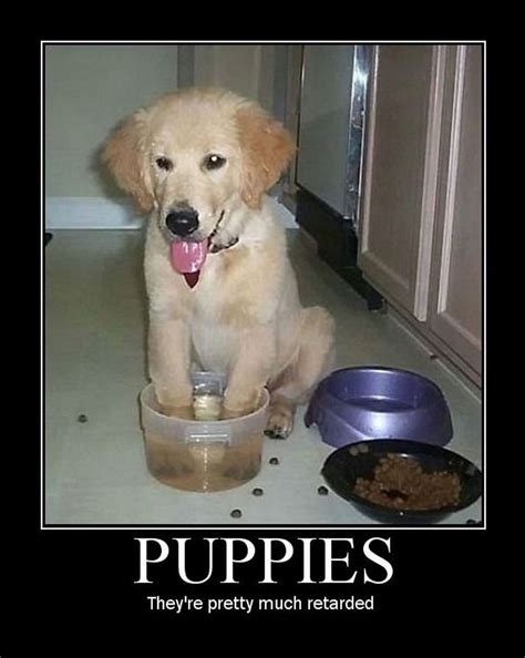 Funny Puppy Memes Kenzie the Fuzzbucket