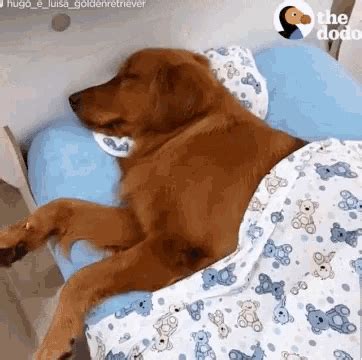 Funny Puppies Sleeping Gif: The Cutest Way To Relax