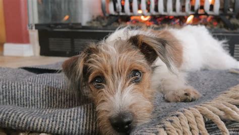 Funny Wire Haired Long Haired Jack Russell Terrier Puppies For Sale