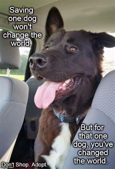 Funny Adopt Dog Meme