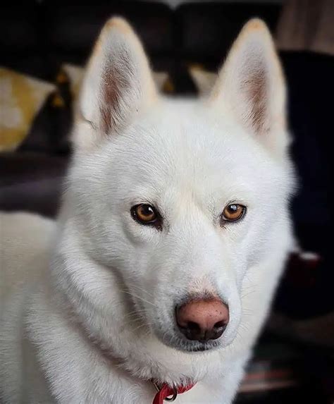 Funny All White Siberian Husky Brown Eyes