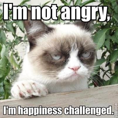 Funny Angry Cat Memes