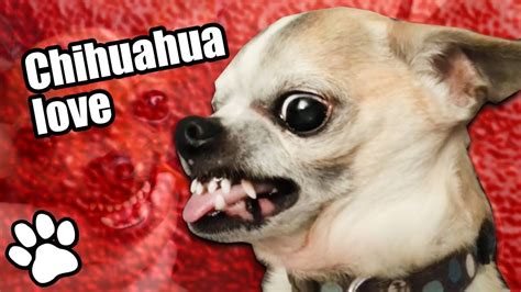 Funny Angry Chihuahua Meme: The Hilarious Side Of These Tiny Dogs