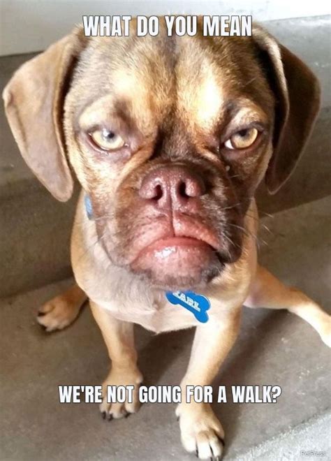 Funny Angry Dog Meme