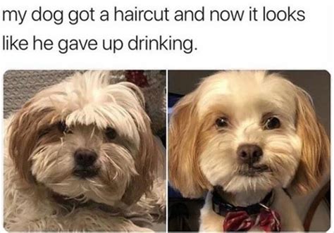 Funny Animal Memes Clean 2020