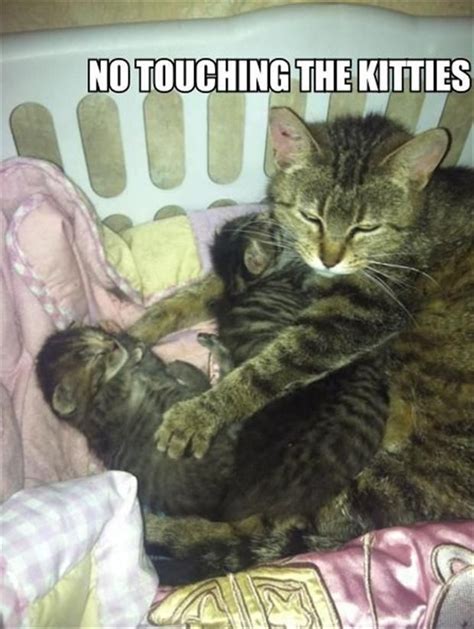 Funny Animal Overload 32 Pics