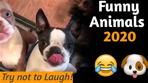 Funny Animals Pictures 2020