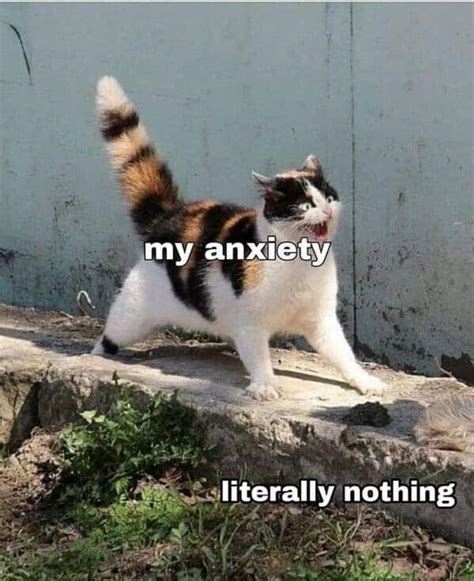 Funny Anxious Cat Meme