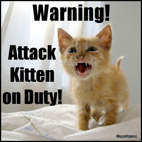 Funny Attack Cat Meme