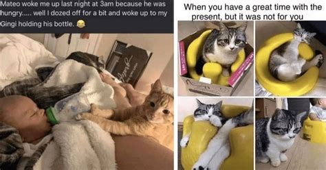 Funny Baby Cat Meme