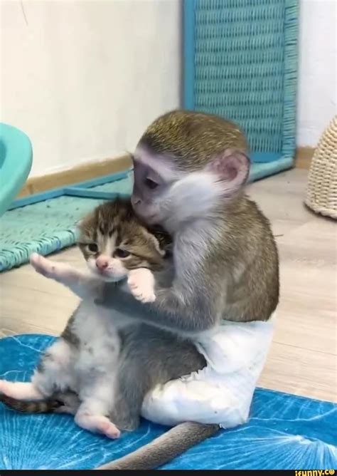 Funny Baby Monkey Memes