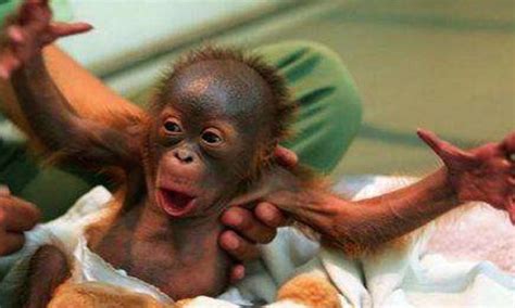 Funny Baby Monkey Pic