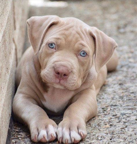 Funny Blue Eyed Red Nose Pitbull Puppies For Sale