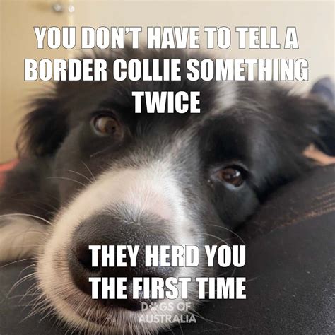 14 Funny Border Collie Memes That Will Make Your Day! Page 2 of 3