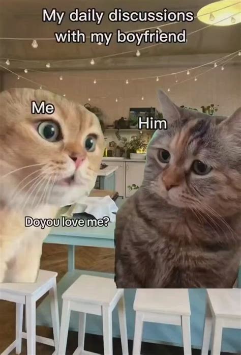 Funny Boyfriend Cat Meme