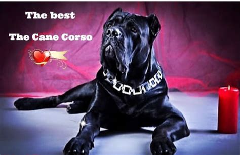 17 Funny Memes with Cane Corso Page 5 of 6 PetTime