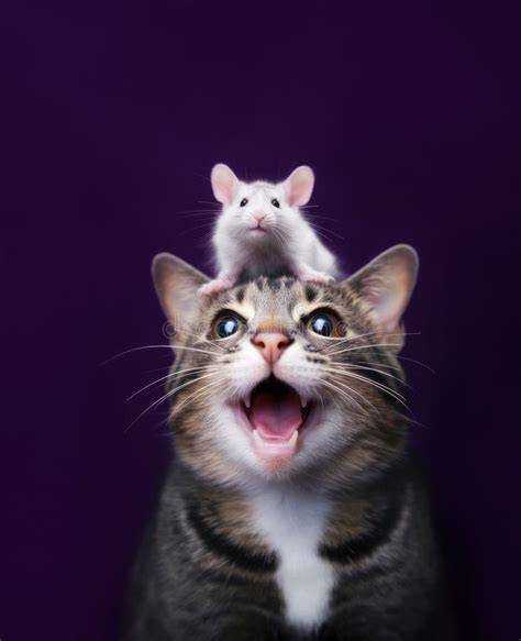 Funny Cat And Mouse