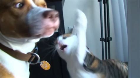 Funny Cat Attacking Dog