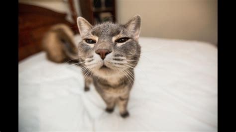 Funny Cat Compilation 2015