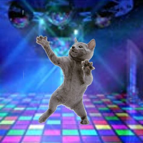 Funny Cat Dancing Meme