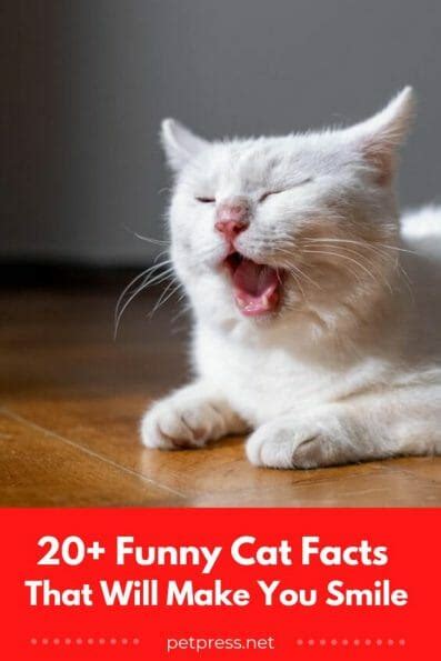 Funny Cat Facts