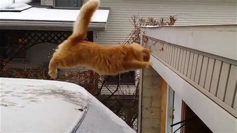 Funny Cat Fail Videos