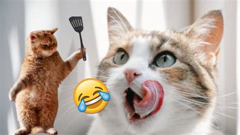 Funny Cat Fails Compilation