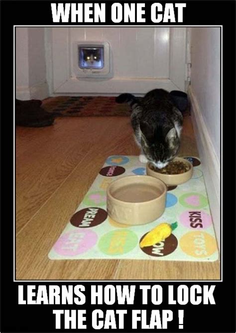 Funny Cat Flap Meme