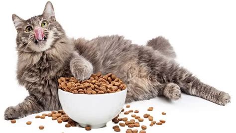 Funny Cat Food