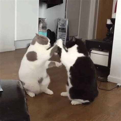 Funny Cat Gifs Clean