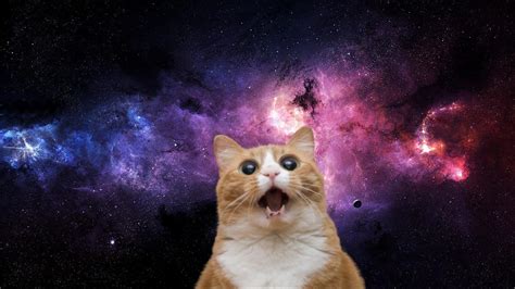 Funny Cat In Space