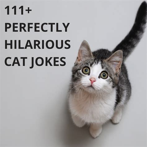 Funny Cat Jokes