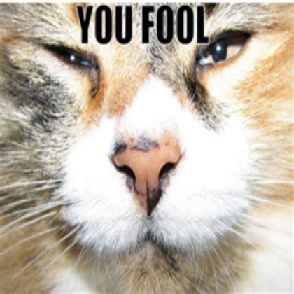 Funny Cat Meme Creator