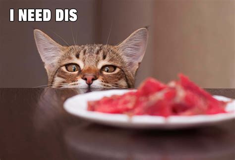 Funny Cat Meme Food