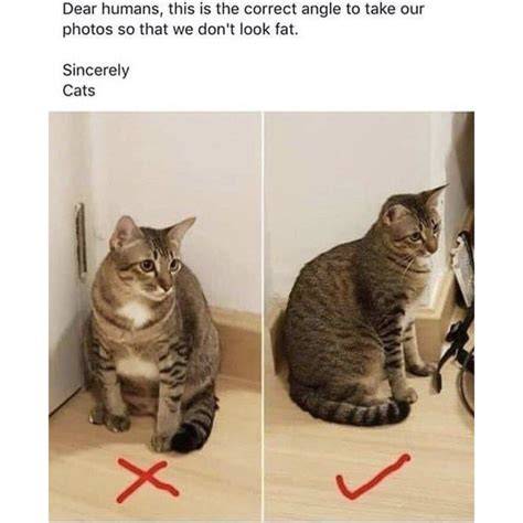 Funny Cat Memes Clean 2019