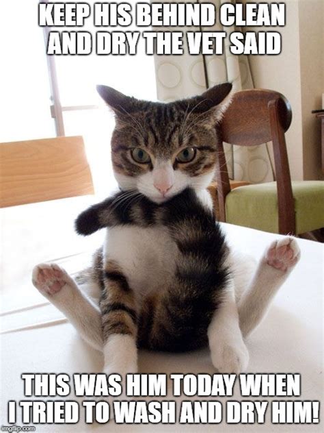 Funny Cat Memes Clean Gif