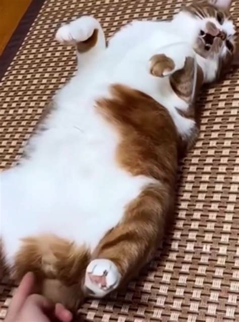 Funny Cat Moves