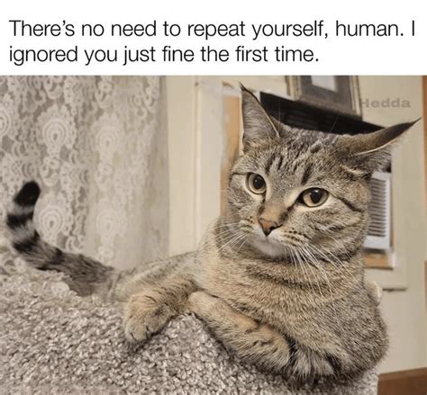 Funny Cat Owner Meme